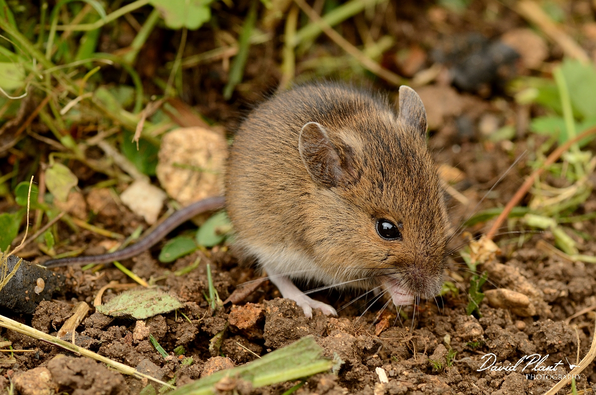 David Plant Photography - Wildlife Photography - Wood mouse - A.jpg - Wood mouse - Cotswolds