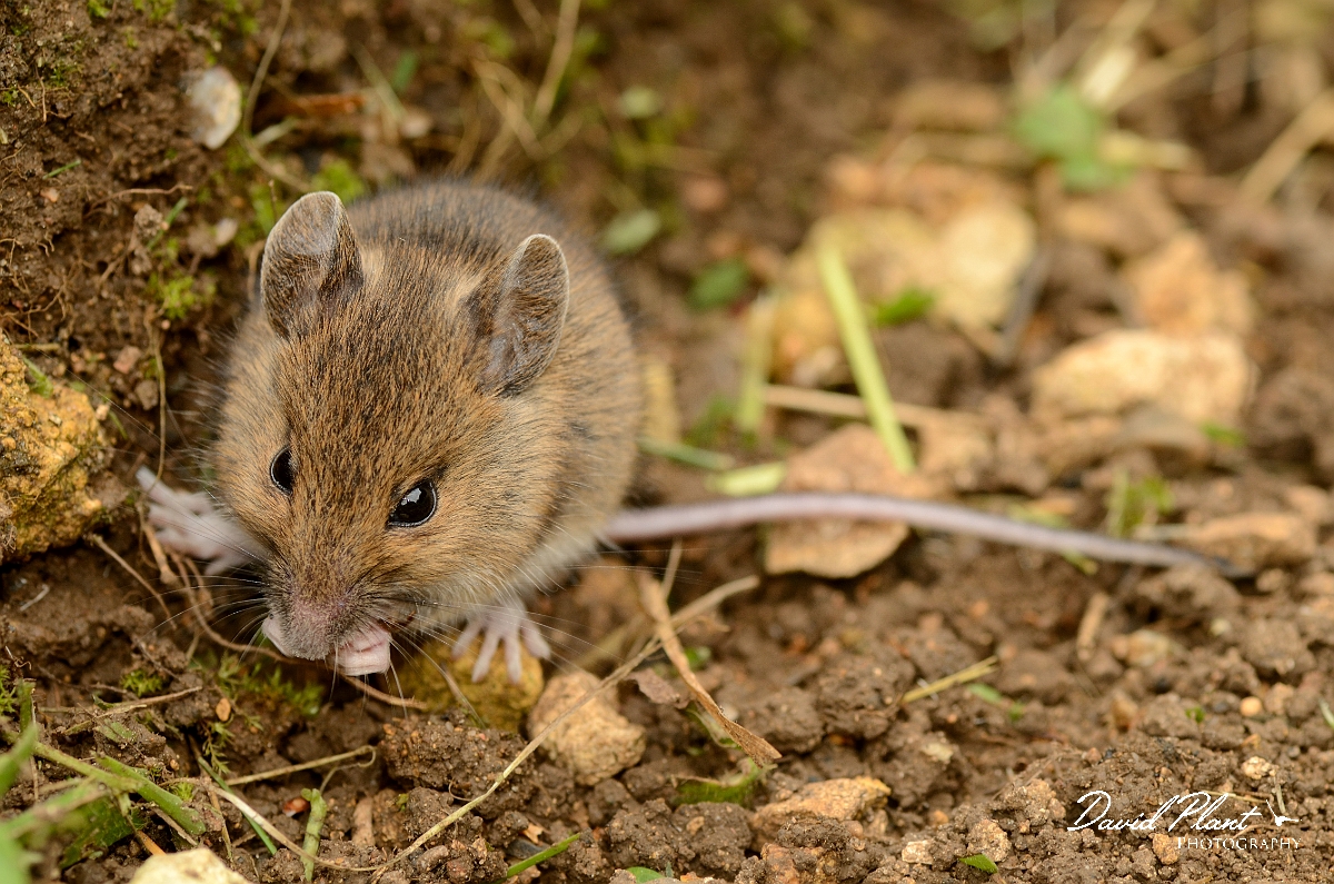 David Plant Photography - Wildlife Photography - Wood mouse - B.jpg - Wood mouse - Cotswolds