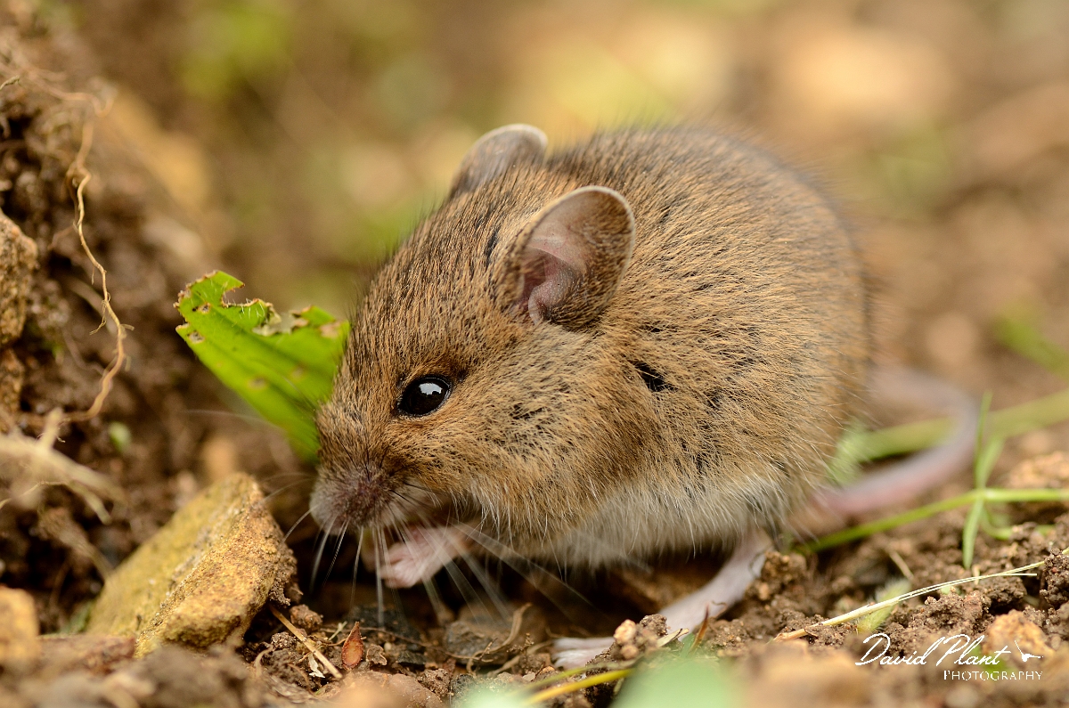 David Plant Photography - Wildlife Photography - Wood mouse - C.jpg - Wood mouse - Cotswolds