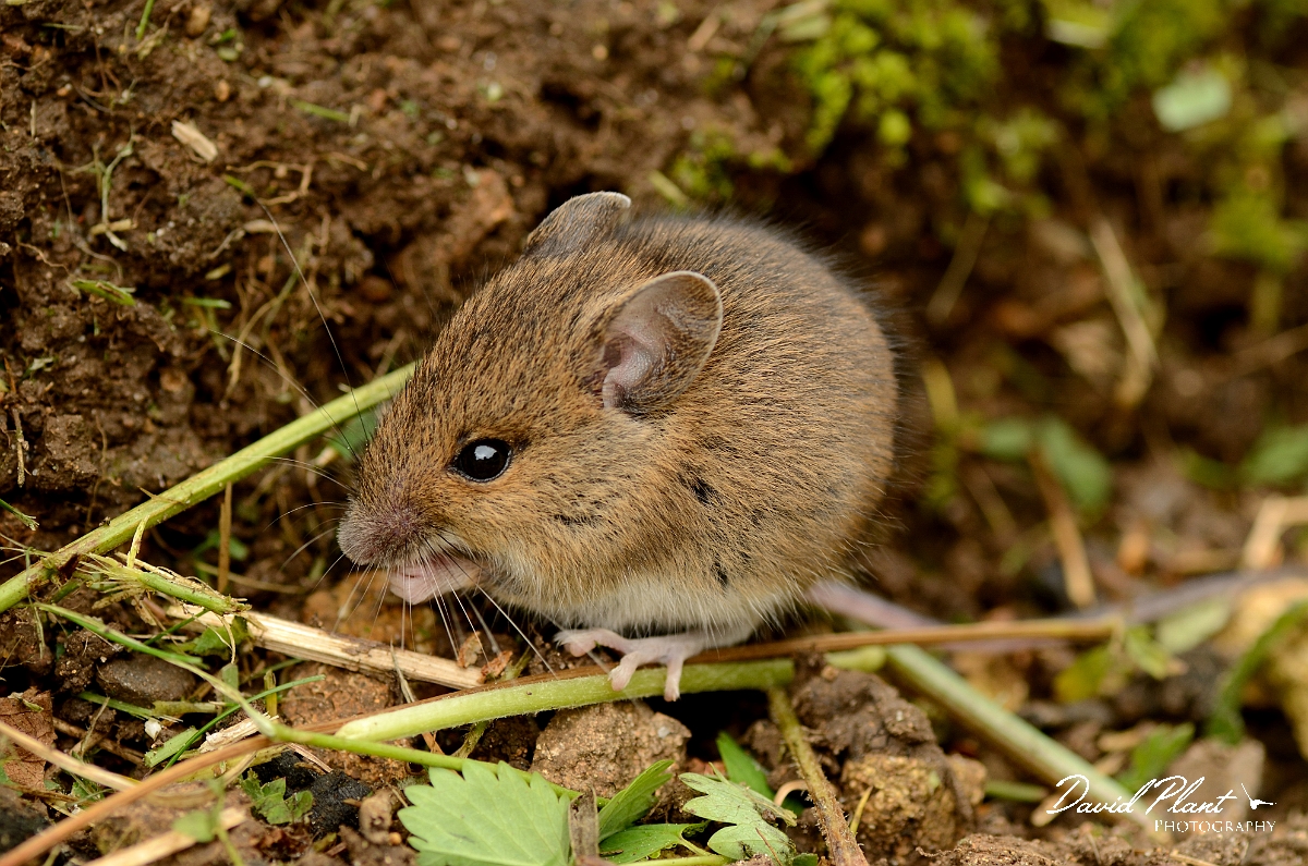 David Plant Photography - Wildlife Photography - Wood mouse - D.jpg - Wood mouse - Cotswolds