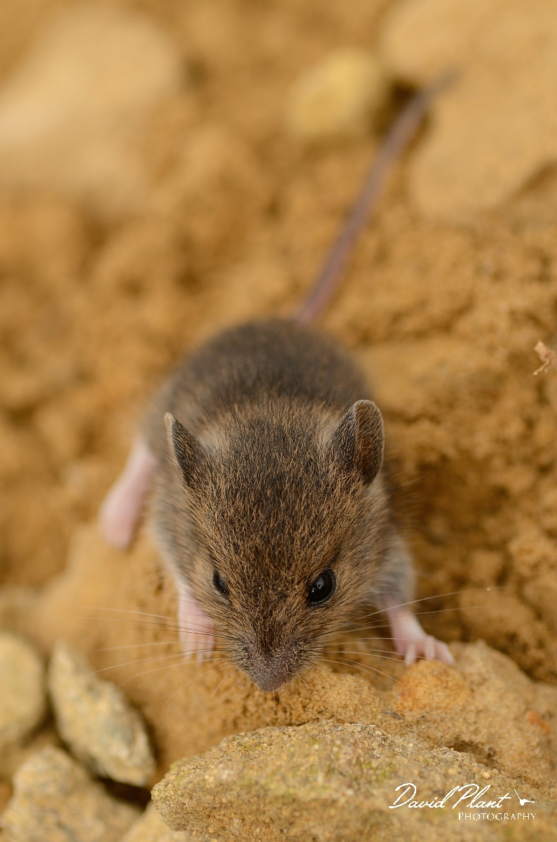 David Plant Photography - Wildlife Photography - Wood mouse - E.jpg - Wood mouse, juvenile - Cambridgeshire