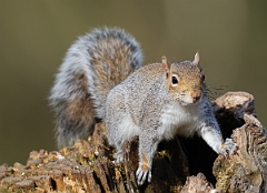 David Plant Photography - Wildlife Photographer - Grey squirrel - D