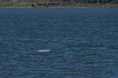 David Plant Photography - Wildlife Photography - Beluga whale - B