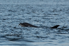 David Plant Photography - Wildlife Photography - Bottlenose dolphin - L