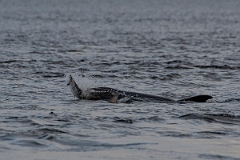 David Plant Photography - Wildlife Photography - Bottlenose dolphin - M