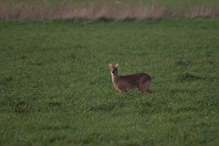 David Plant Photography - Wildlife Photography - Chinese water deer - A