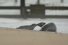 David Plant Photography - Wildlife Photography - Common seal - B