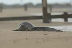 David Plant Photography - Wildlife Photography - Common seal - C