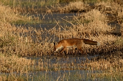 David Plant Photography - Wildlife Photography - Fox - A