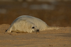 David Plant Photography - Wildlife Photography - Grey seal - D