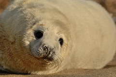 David Plant Photography - Wildlife Photography - Grey seal - Y