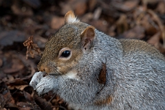 David Plant Photography - Wildlife Photography - Grey squirrel - I