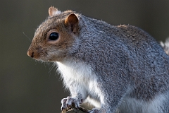 David Plant Photography - Wildlife Photography - Grey squirrel - J