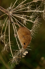 David Plant Photography - Wildlife Photography - Harvest mouse - B