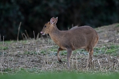 David Plant Photography - Wildlife Photography - Muntjac - H