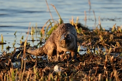 David Plant Photography - Wildlife Photography - Otter - B