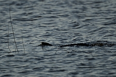 David Plant Photography - Wildlife Photography - Otter - D