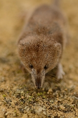David Plant Photography - Wildlife Photography - Pygmy shrew - C