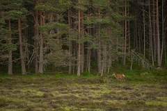 David Plant Photography - Wildlife Photography - Red deer - N