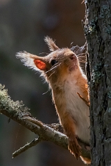 David Plant Photography - Wildlife Photography - Red squirrel - A
