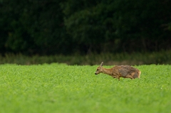 David Plant Photography - Wildlife Photography - Roe deer - A
