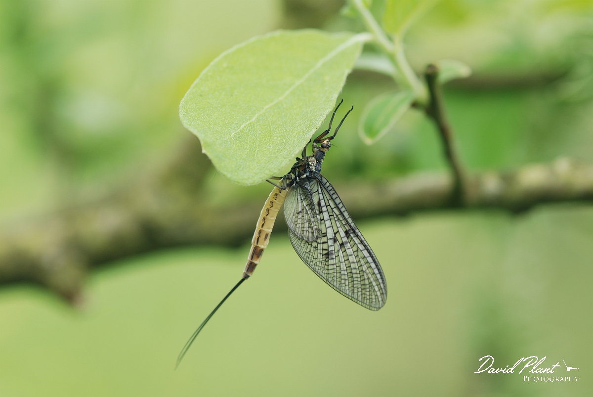 David Plant Photography - Wildlife Photographer - Mayfly - Ephemera danica - A.JPG - Mayfly - Ephemera danica - Gloucestershire