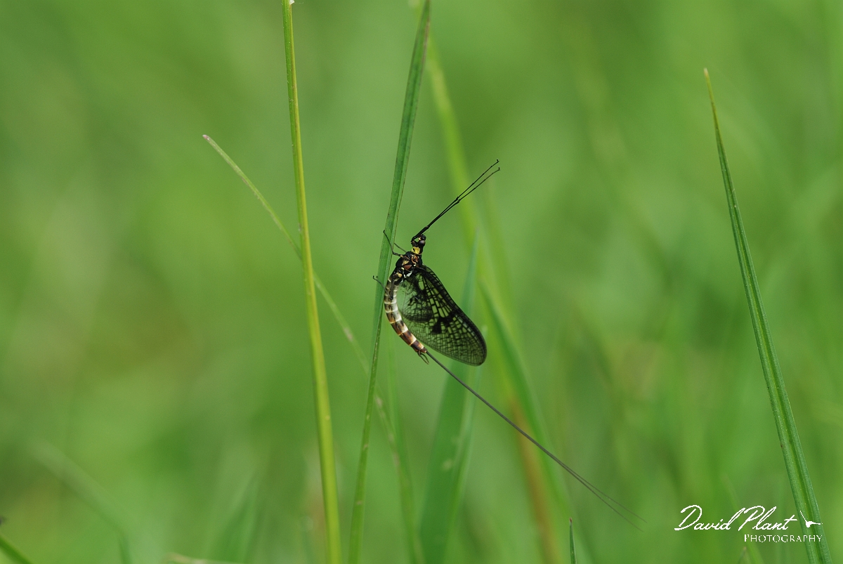 David Plant Photography - Wildlife Photographer - Mayfly - Ephemera vulgata - A.JPG - Mayfly - Ephemera vulgata - Gloucestershire
