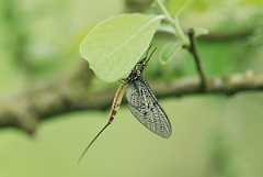 David Plant Photography - Wildlife Photographer - Mayfly - Ephemera danica - A