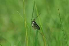 David Plant Photography - Wildlife Photographer - Mayfly - Ephemera vulgata - A