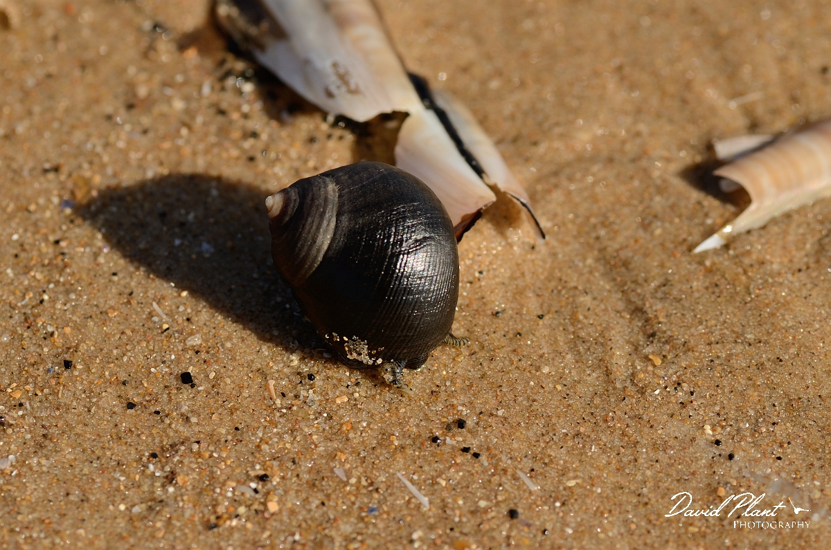 David Plant Photography - Wildlife Photography - Common periwinkle - A.jpg - Common periwinkle, Littorina littorea, on beach - Norfolk
