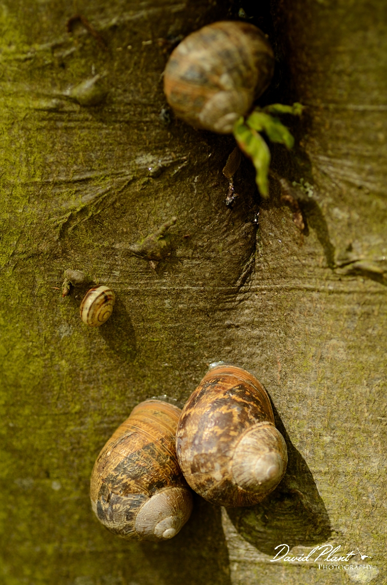 David Plant Photography - Wildlife Photography - Garden snail - A.jpg - Garden snail , Cornu aspersum - Hertfordshire