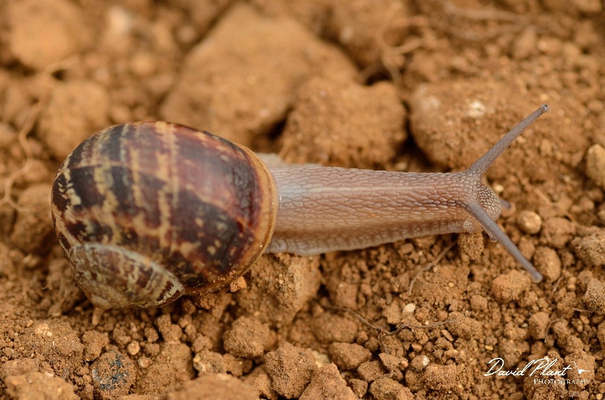 David Plant Photography - Wildlife Photography - Garden snail - B.jpg - Garden snail, Cornu aspersum - Cambridgeshire