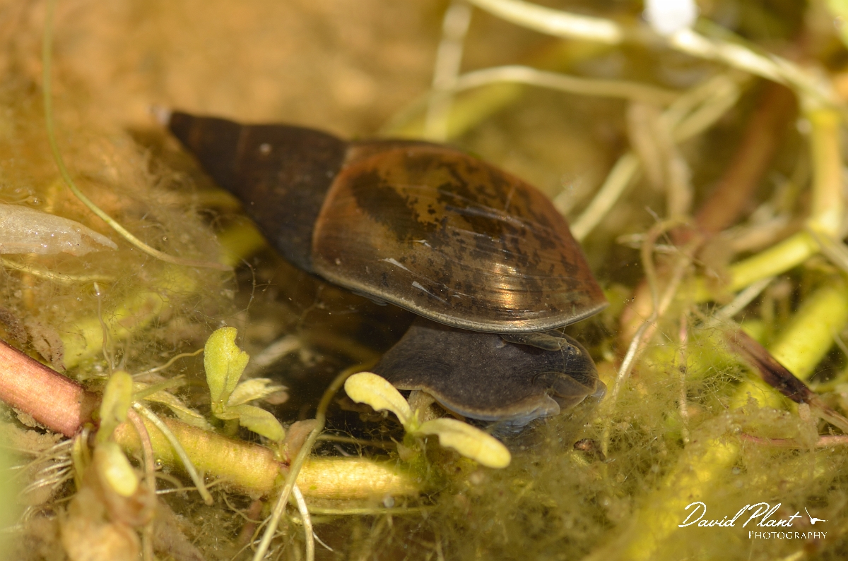David Plant Photography - Wildlife Photography - Great pond snail - A.jpg - Great pond snail, Lymnaea stagnalis, in pond - Cotswolds