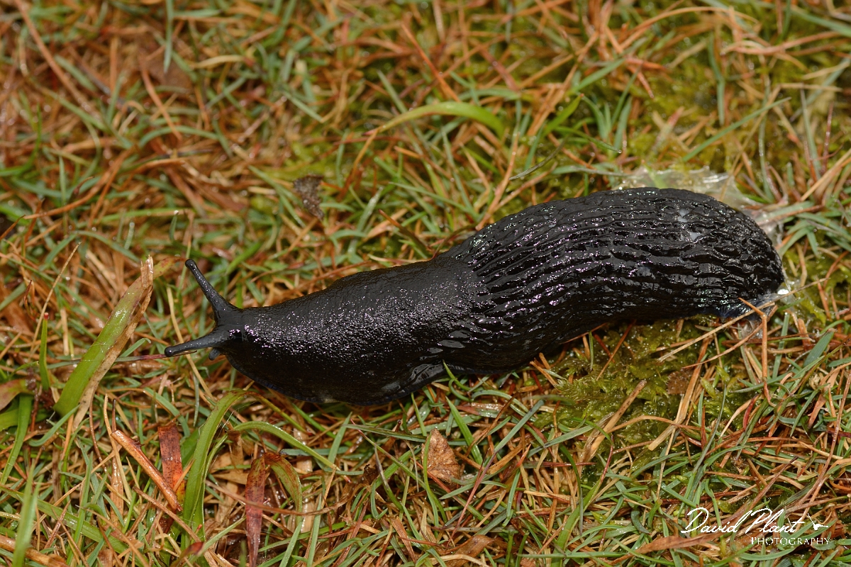 David Plant Photography - Wildlife Photography - Large black slug, Arion ater - A.jpg - Large black slug, Arion ater - Dorset