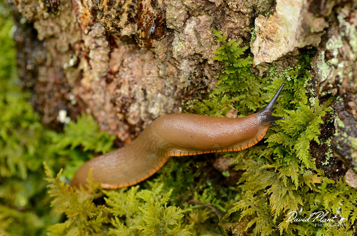 David Plant Photography - Wildlife Photography - Large red slug, Arion rufus - A.jpg - Large red slug, Arion rufus - Oxfordshire
