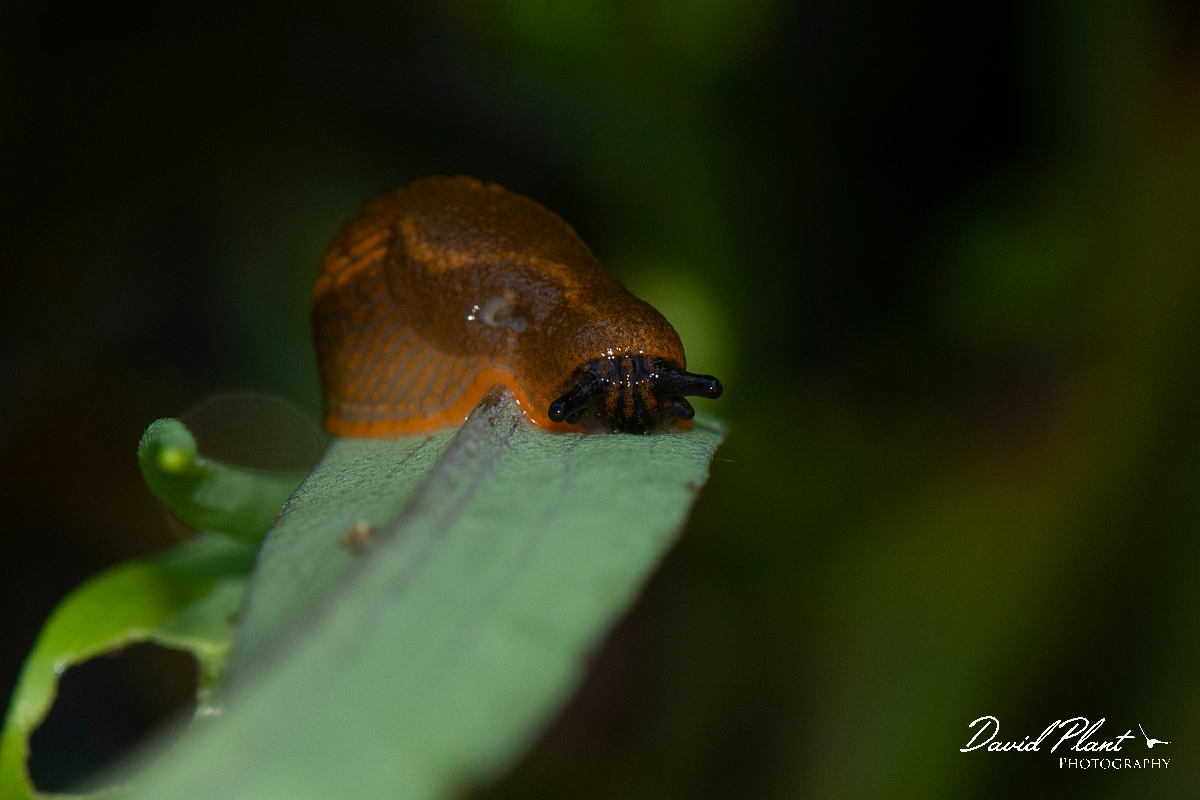 David Plant Photography - Wildlife Photography - Large red slug, Arion rufus - B.JPG - Large red slug, Arion rufus - Cotswolds