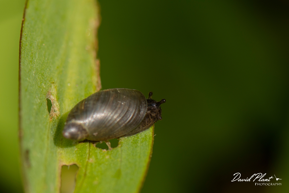 David Plant Photography - Wildlife Photography - Oxyloma pfeifferi - B.JPG - Oxyloma pfeifferi - Cotswolds