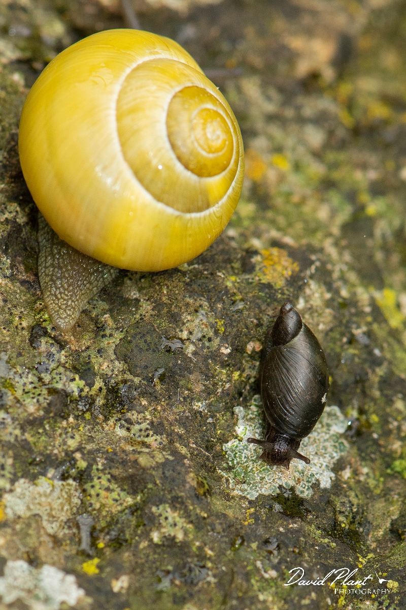 David Plant Photography - Wildlife Photography - Oxyloma pfeifferi - C.JPG - Oxyloma pfeifferi - Cotswolds