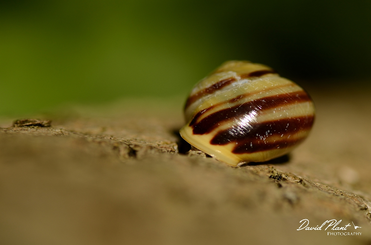 David Plant Photography - Wildlife Photography - White-lipped snail - B.jpg - White-lipped snail, Cepaea hortensis - Hertfordshire
