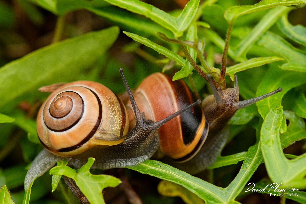 David Plant Photography - Wildlife Photography - White-lipped snail, Cepaea hortensis - C.JPG - White-lipped snail, Cepaea hortensis - Cotswolds