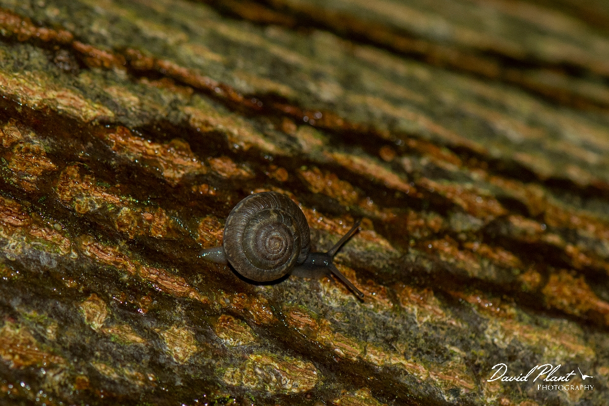 David Plant Photography - Wildlife Photography - Wrinkled Snail, Candidula intersecta - A.JPG - Wrinkled Snail, Candidula intersecta - Cotswolds