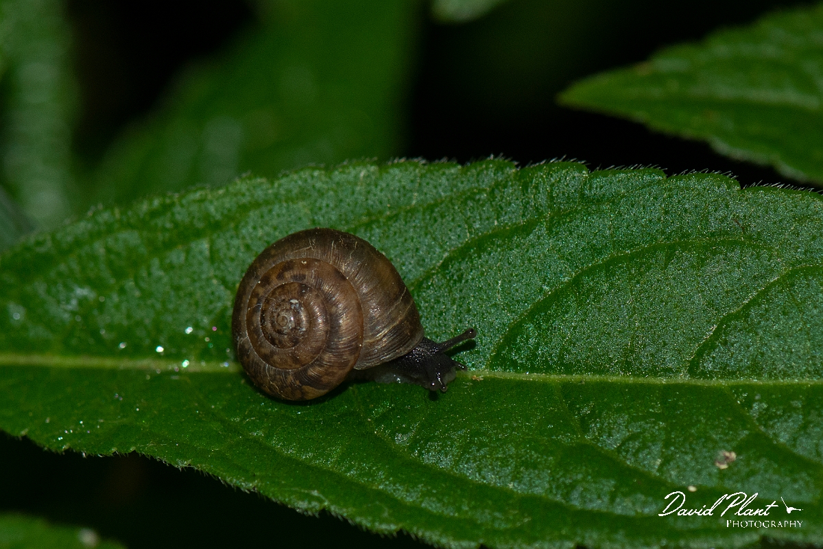 David Plant Photography - Wildlife Photography - Wrinkled Snail, Candidula intersecta - B.JPG - Wrinkled Snail, Candidula intersecta - Cotswolds