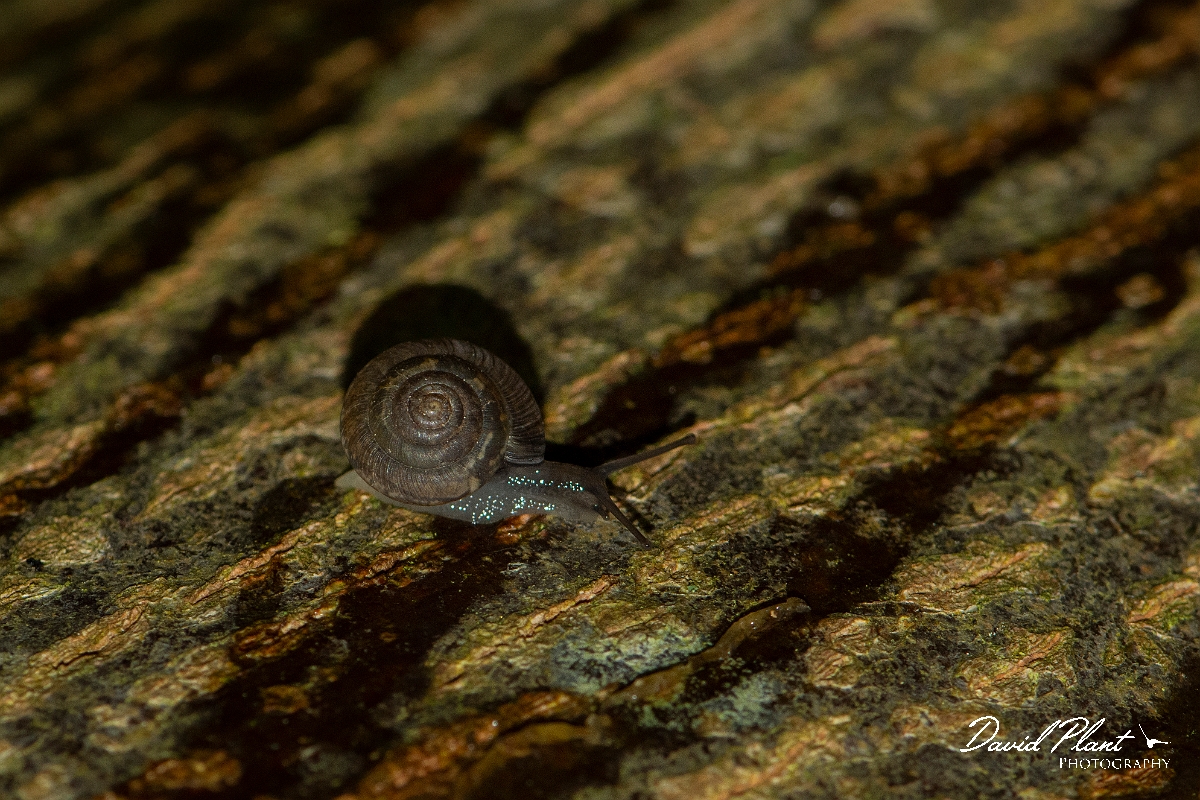 David Plant Photography - Wildlife Photography - Wrinkled Snail, Candidula intersecta - C.JPG - Wrinkled Snail, Candidula intersecta - Cotswolds