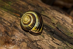 David Plant Photography - Wildlife Photography - Brown-lipped snail, Cepaea nemoralis - A