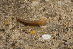 David Plant Photography - Wildlife Photography - Dusky slug, Arion subfuscus - A