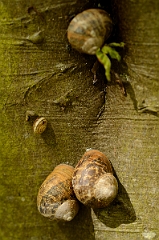 David Plant Photography - Wildlife Photography - Garden snail - A