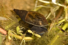 David Plant Photography - Wildlife Photography - Great pond snail - A