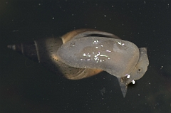 David Plant Photography - Wildlife Photography - Great pond snail - B