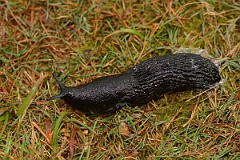David Plant Photography - Wildlife Photography - Large black slug, Arion ater - A