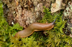 David Plant Photography - Wildlife Photography - Large red slug, Arion rufus - A